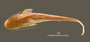 Wallago maculatus FMNH 68038 holo d